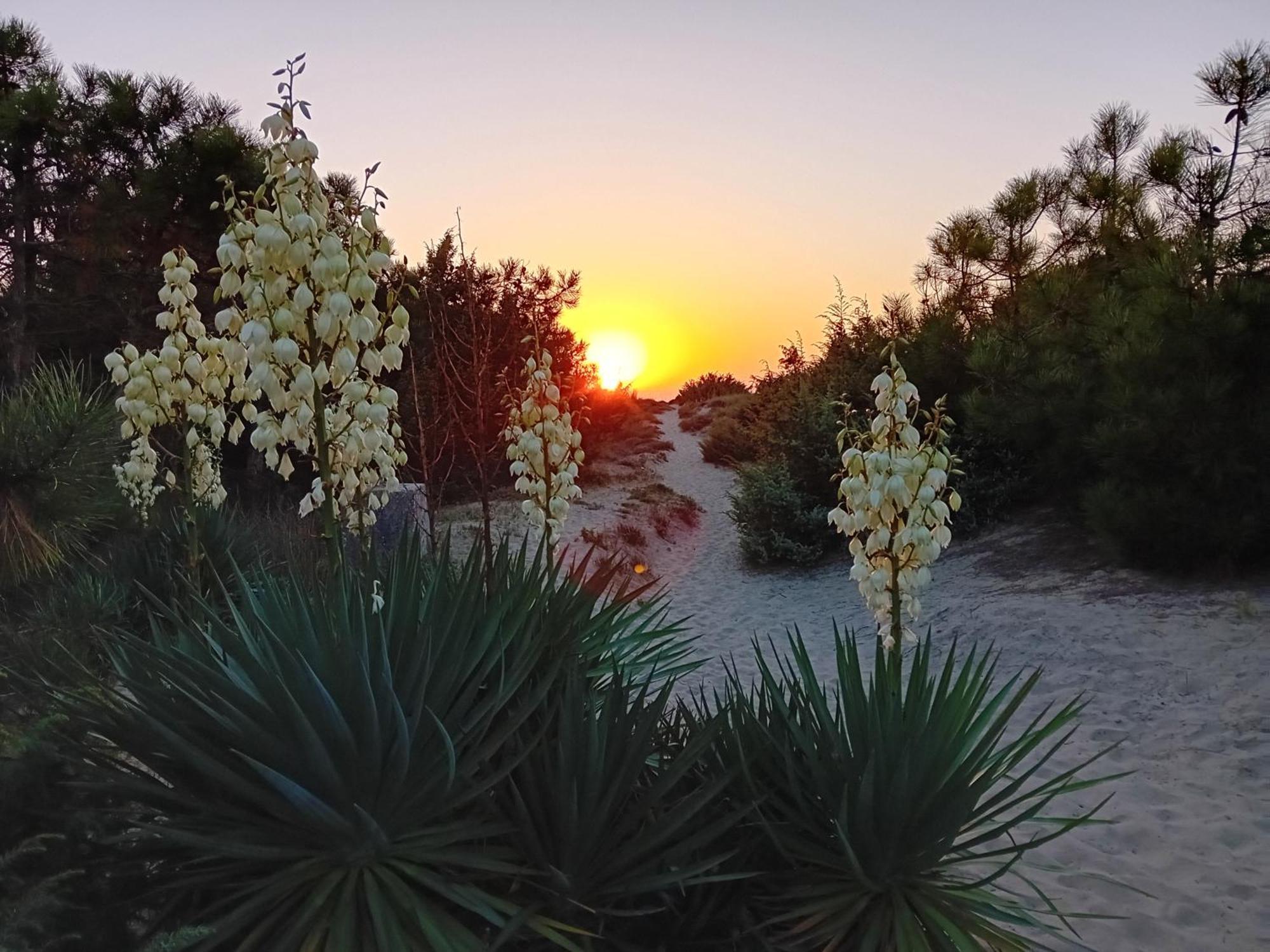 Accesso Diretto Sul Mare Maredilucecala Apartment Calambrone Ngoại thất bức ảnh